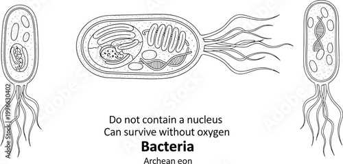 Bacteria drawing with flagella and organelles.