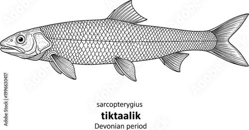 Tiktaalik fish drawing from devonian period.