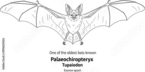 Palaeochiropteryx earliest bat fossil ancient mammal.