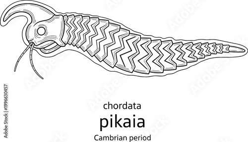 Pikaia early chordate Cambrian period fossil creature.
