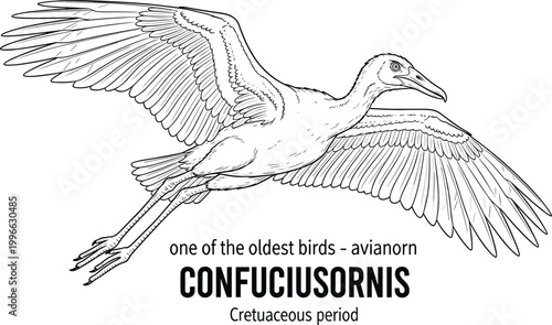 Confuciusornis prehistoric bird Cretaceous period fossil.