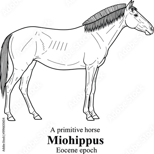 Miohippus primitive horse extinct animal drawing.