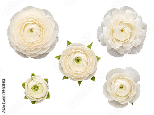 Εκτύπωση καμβά Top view of five pristine white ranunculus flowers, showcasing their intricate