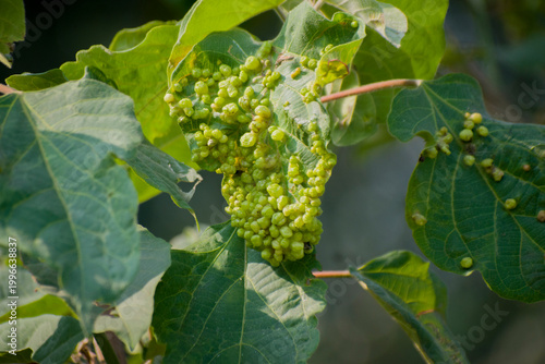 Obraz na plátně Close up of green leaf gall on plant foliage showing abnormal growth and texture