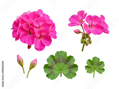 Obraz na płótnie Vibrant pink geranium flowers, buds, and green leaves, meticulously isolated on a transparent background
