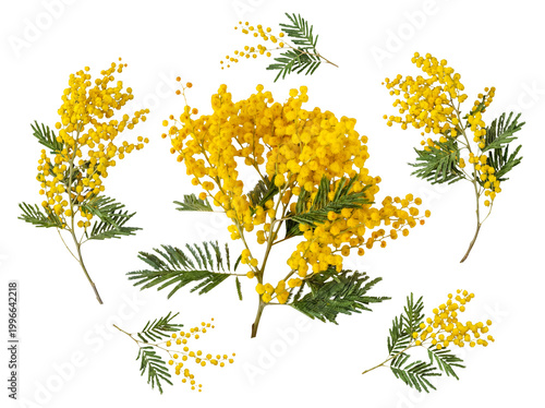Obraz na płótnie Mimosa branches with vibrant yellow flowers and delicate green leaves in various arrangements, isolated on transparent