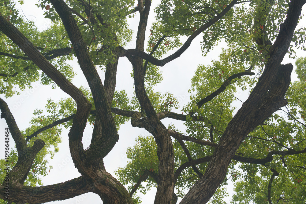 Fototapeta premium Camphor Tree Canopy with Green Leaves Against Overcast Sky