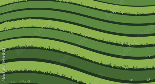 Kyoto Matcha Green Tea Terrace Plantation Vector Illustration