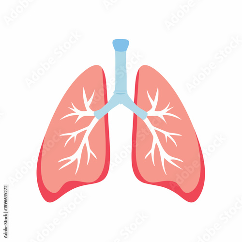 Illustration of Human Lungs and Trachea