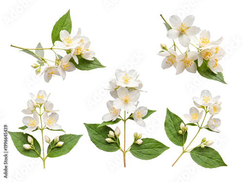 Foto Fresh jasmine flower branches with lush green leaves and developing buds
