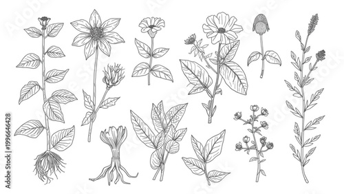Detailed hand-drawn botanical illustrations of various wild flowering plants and medicinal herbs, showcasing their unique forms, leaves, stems, and roots in a vintage scientific drawing style