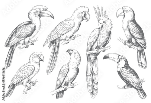 Tropical bird collection with parrots and toucans engraved illustration set.