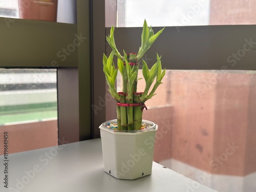 A vase with a lucky bamboo plant, placed on a table by the window, enhances the interior decor with a natural style and fresh green leaves.