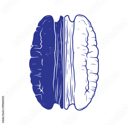 illustration of a blue and white brain cut in half  human cerebral hemisphere