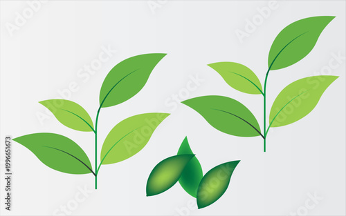 featuring eight different types of green leaves. Each leaf showcases unique shapes and vein patterns. graphic is simple, clean, and vibrant, ideal for nature-themed designs and eco-friendly projects
