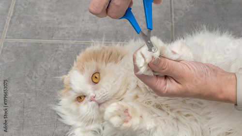 Billede på lærred Persian cat receiving nail trimming by a person using blue nail clippers on a gr