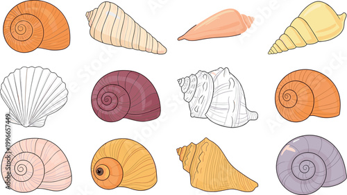 Seashell collection with detailed ocean shell varieties in different shapes and colors for beach, marine life, and coastal illustration design