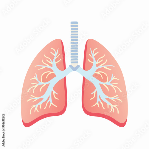 Illustration of Human Lungs and Trachea
