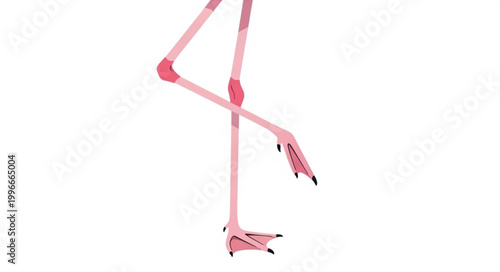 Close up of a pink flamingo leg and foot on white background.