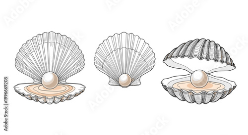 Set of three detailed illustrations of open seashells each containing a beautiful shining white pearl inside on a white background.