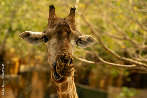 Close up portrait of a giraffe looking at camera with natural background