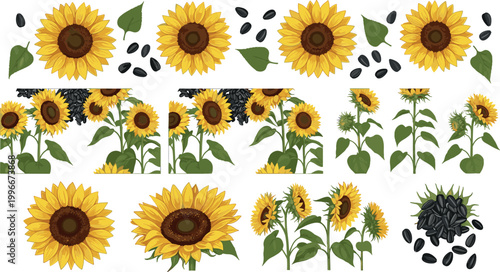 Sunflower elements collection with flowers, leaves, and seeds including seamless borders for agriculture, organic food, and botanical design projects