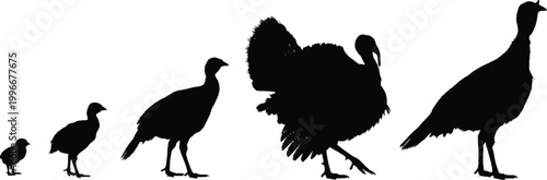 Turkey growth silhouette vector set, black bird stages, poultry development, nature theme, farm illustration, chick to adult graphics