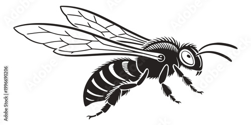 Fotografie Detailed black and white vector graphic of a flying honey bee with honeybee bumb