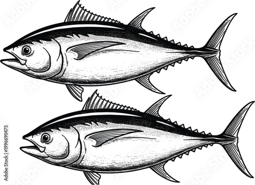 Vintage Ink Drawing of Two Tuna Fish, Marine Life, Sea Creatures, Nautical Illustration for T-Shirts, Posters, Logos, and More