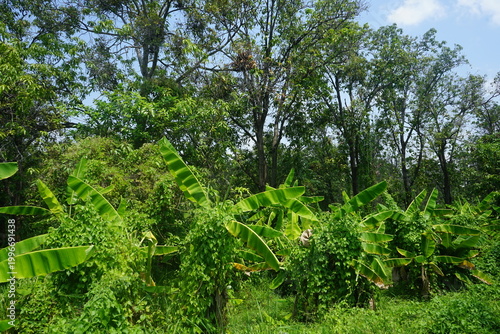 tropical forest