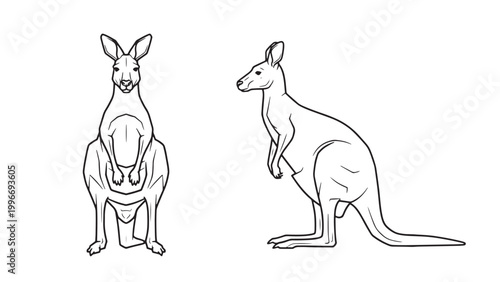 Detailed Black and White Line Art Illustration of Two Kangaroos, Front and Profile Views, Isolated on White Background, Representing Australian Wildlife.