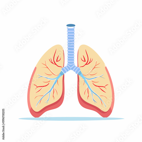 Illustration of Human Lungs and Trachea