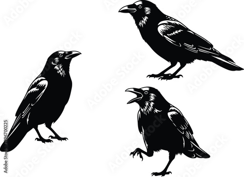 Crow silhouettes, three distinct postures, standing upright, crouched position, open beak calling, feather texture detail, black and white vector illustration