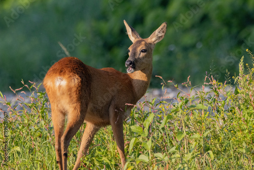 Roe deer Capreolus capreolus