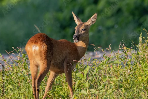 Fototapeta Roe deer Capreolus capreolus