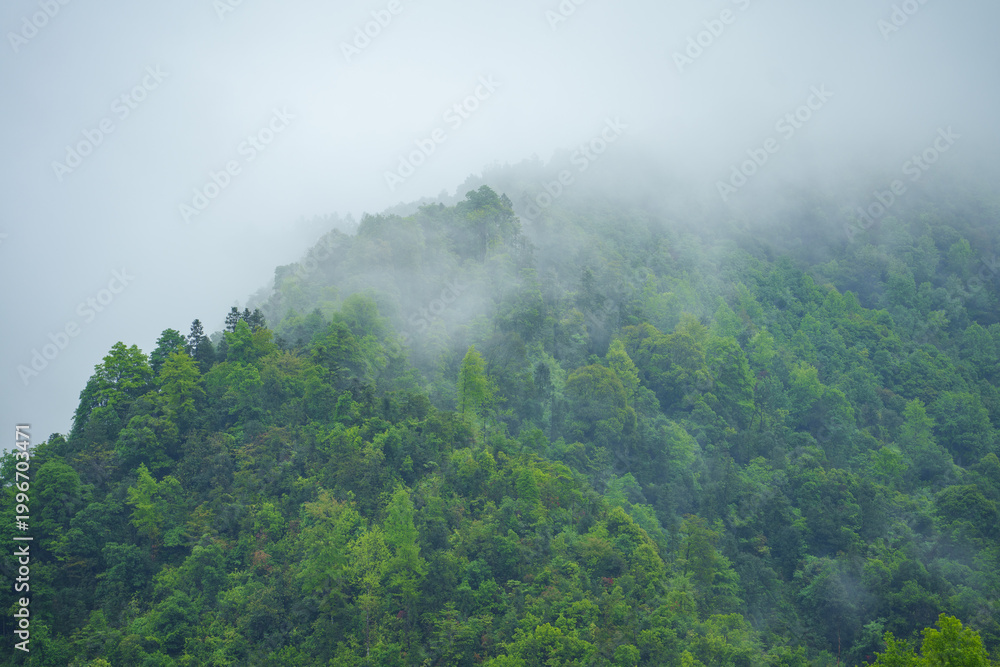 Naklejka premium Dense green trees cover the high mountain slopes near Huizhou Ancient City in She County Anhui China during a rainy day with thick mist rolling over the forest landscape