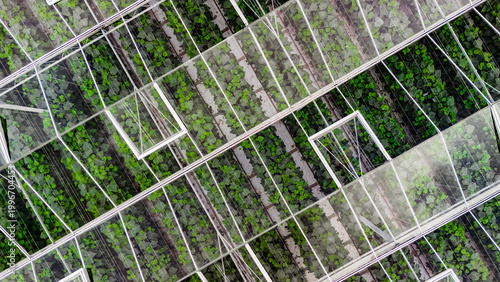 Greenhouse aerial drone view from above, large industrial greenhouses for growing vegetables, modern plantation glasshouse area background, agriculture in the Netherlands