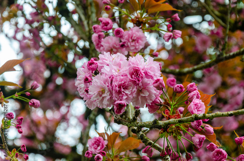 Kwanzan Flowering Cherry also known as Prunus serrulata 'Kwanzan' Oriental Cherry,  or Japanese Cherry in full bloom at bbotsford, Canada