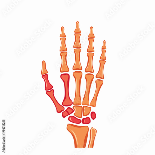 Anatomical Illustration of Human Hand Bones