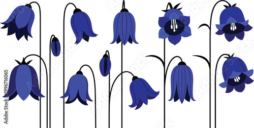 Collection of bluebell flowers in various stages of bloom, flat floral