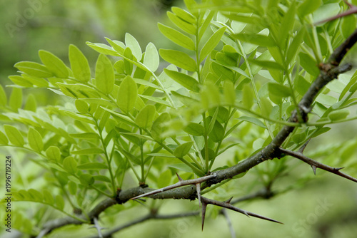 Fotografie Green Leaves and Sharp Thorns of Japanese honey locust (Gleditsia japonica), Toh