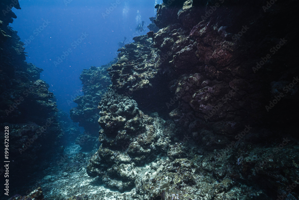 Fototapeta premium Peaceful Underwater Scene With Fish and Blue Water