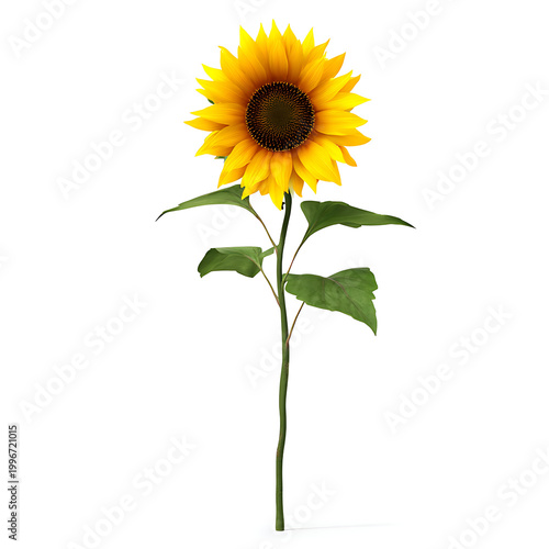 Yellow sunflower with green leaves isolated on white background