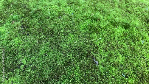 Obraz na płótnie The texture of natural green moss growing densely on the surface of damp soil, provides a fresh, natural and calming feel with rich organic details