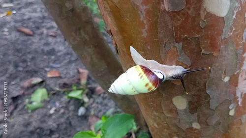 macro photo of a white snail, tree snail (amphidromus perversus) on a tree, slow but safe