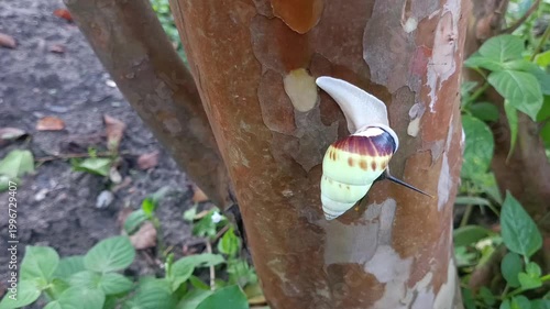macro photo of a white snail, tree snail (amphidromus perversus) on a tree, slow but safe