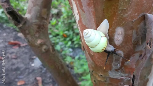 macro photo of a white snail, tree snail (amphidromus perversus) on a tree, slow but safe