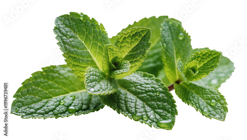 Tableau sur toile Fresh green mint leaves with water droplets, isolated on transparent background