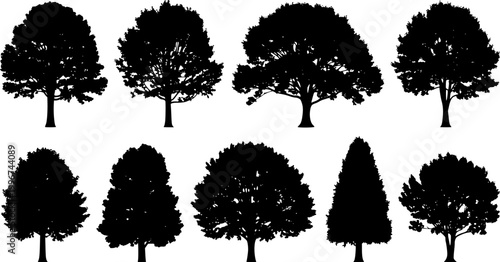 various deciduous trees silhouettes on the white background
