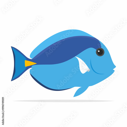 Blue Tang Fish Illustration